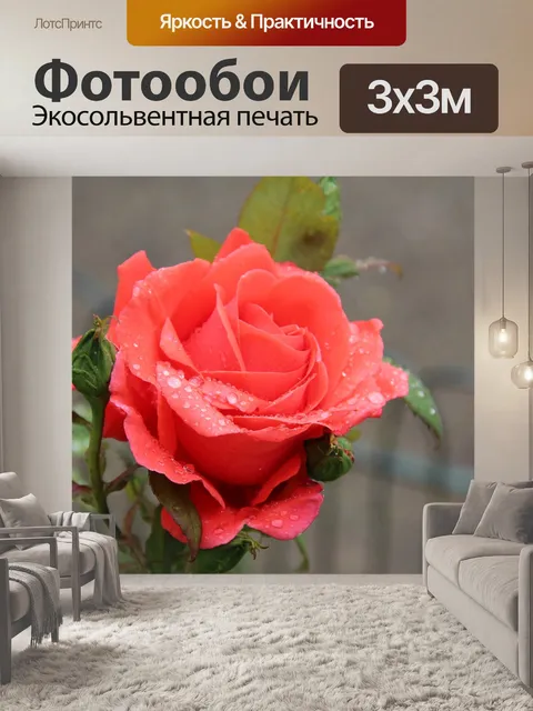 Фотообои Роза