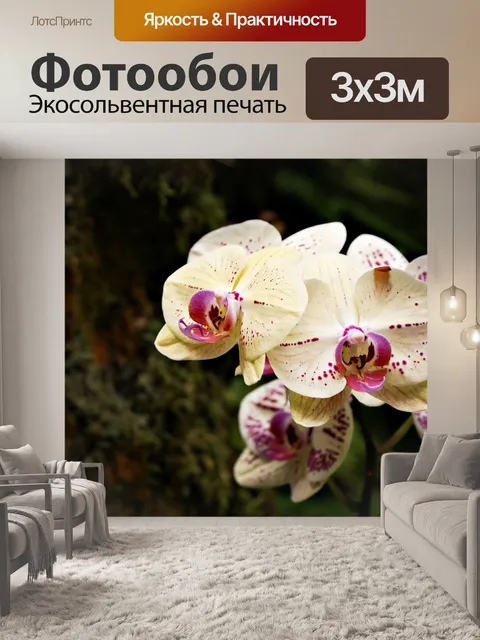 Фотообои Орхидеи