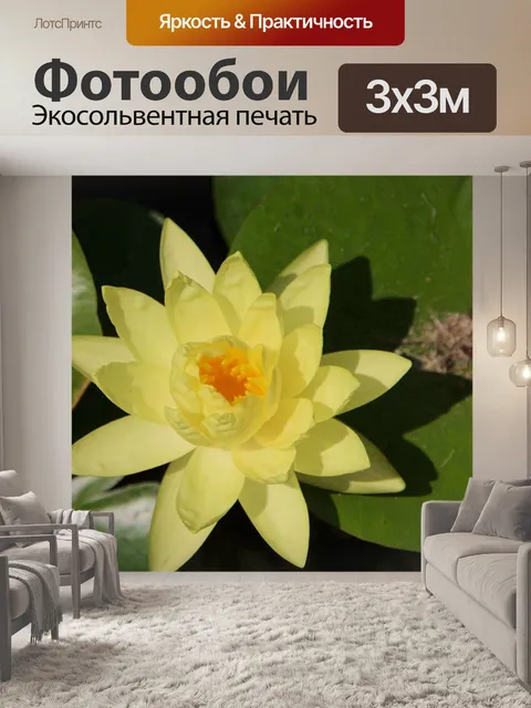 Фотообои Крупным планом желтого водяная лилия