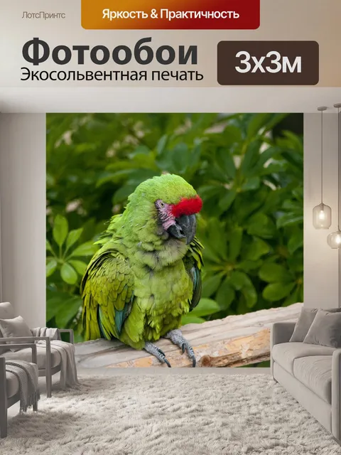 Фотообои Зеленый и красный ара