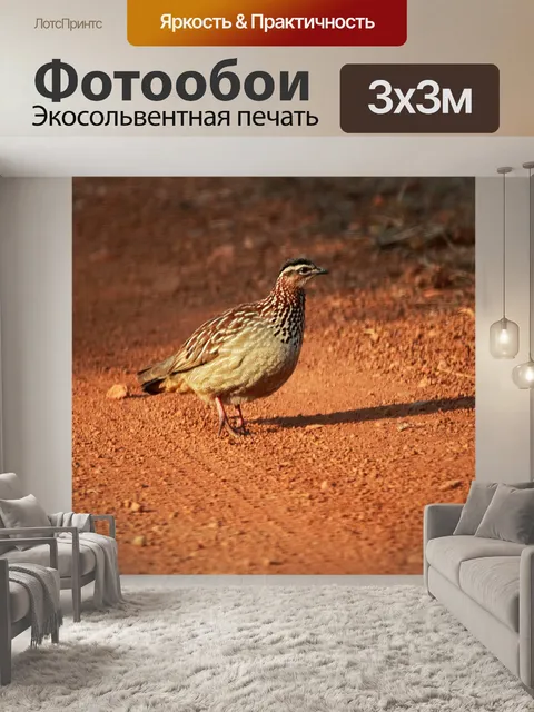 Фотообои ранний свет на хохлатом франколине