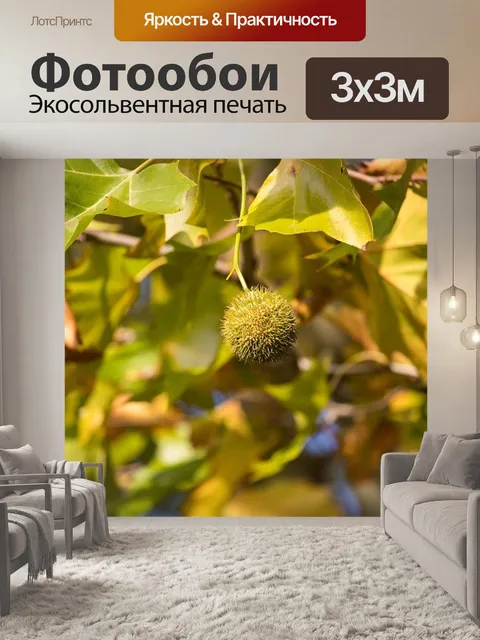 Фотообои Платан
