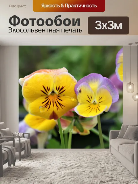 Фотообои Желтые и фиолетовые анютины глазки крупн