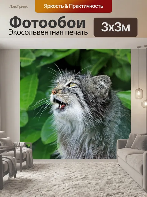 Фотообои Cat Mewing