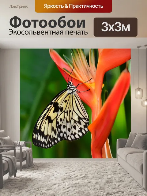 Фотообои Бабочка