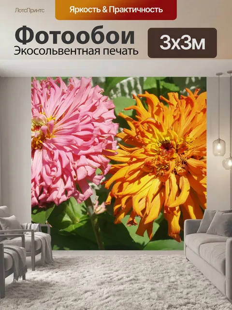 Фотообои Розовый и оранжевый Цинния