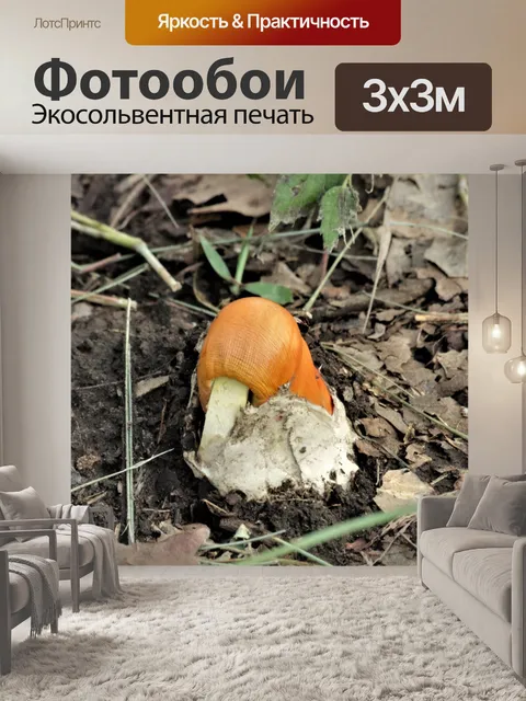 Фотообои Оранжевый Мухомор Гриб и Вольва