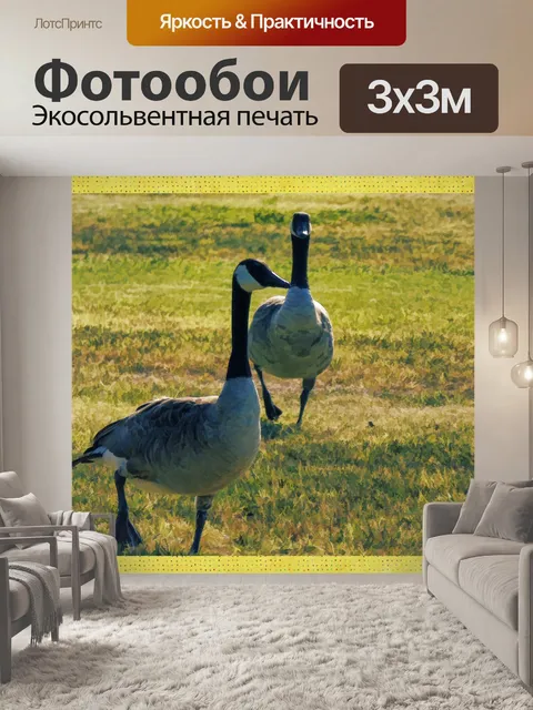 Фотообои Пара гусей