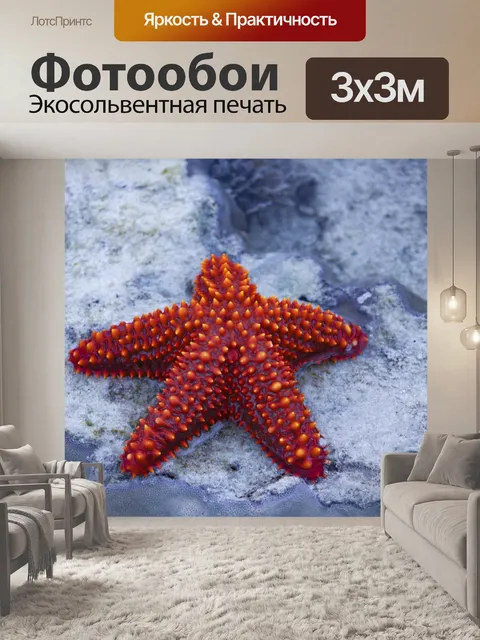 Фотообои морская звезда