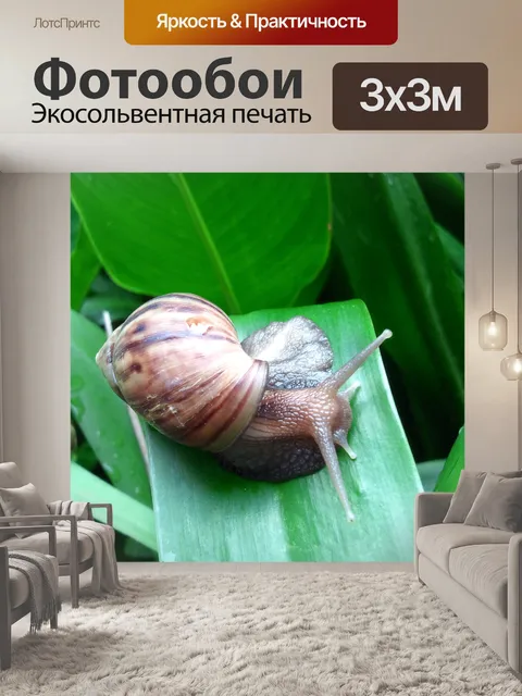 Фотообои Улитка после дождя