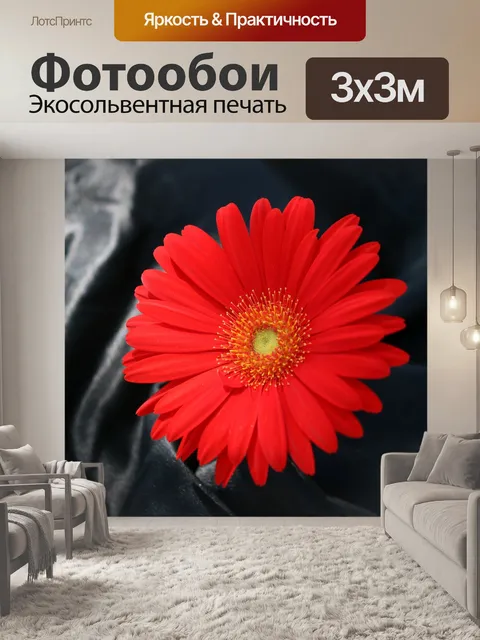 Фотообои Красный Гербер Дейзи на черной атласе