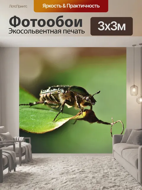 Фотообои Жук-роза