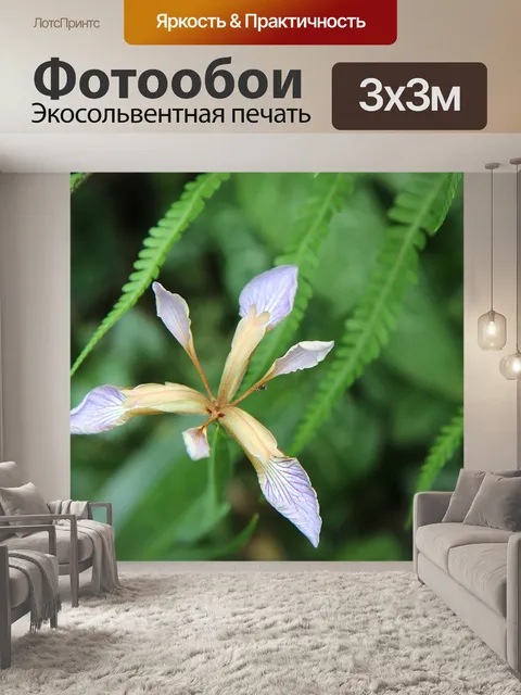 Фотообои Ирис