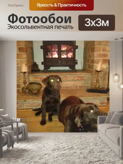 Фотообои Шоколадные лабрадоры