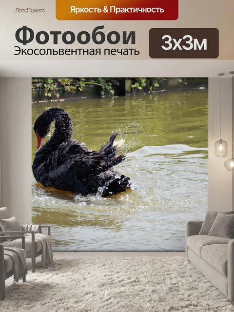 Фотообои Черный лебедь Series 2 водный балет 9