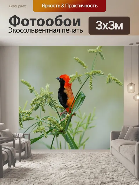 Фотообои Птица