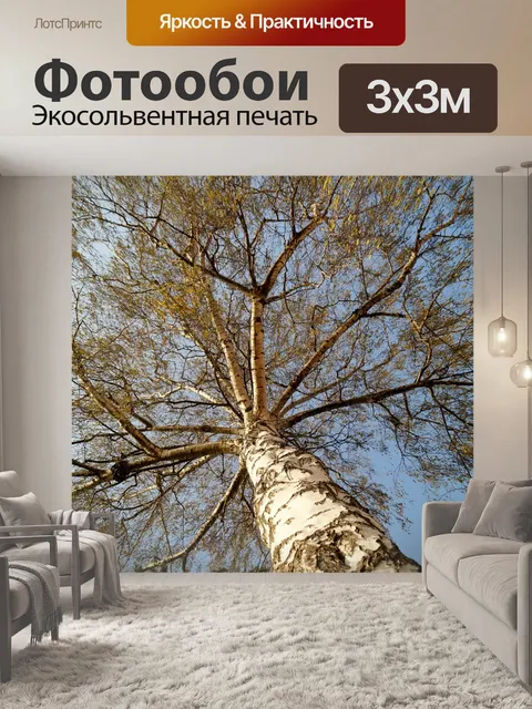 Фотообои Береза