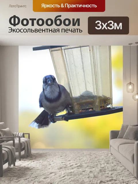 Фотообои Blue Jay глядя