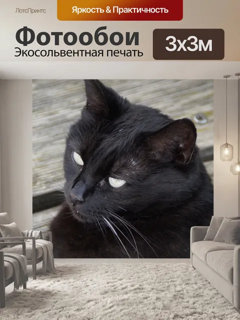 Фотообои Кот