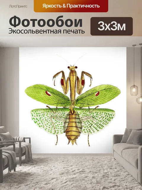 Фотообои Богомол кузнечик