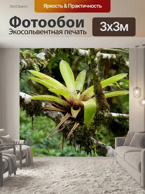 Фотообои Бромелию