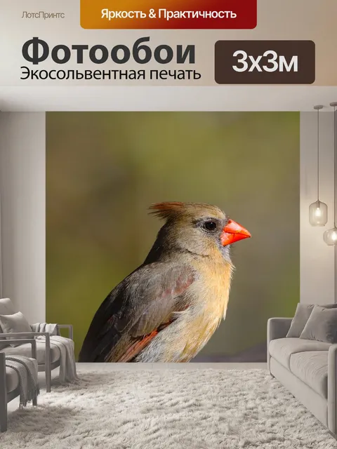 Фотообои Кардинал