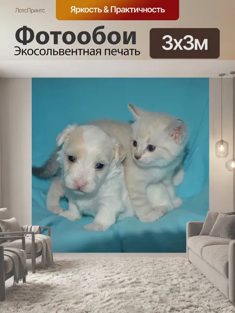 Фотообои Щенок котенок, собака, кошка, природа,