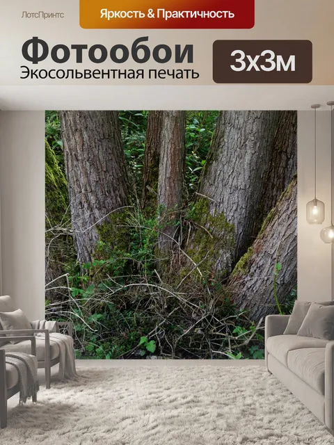 Фотообои Стволы деревьев