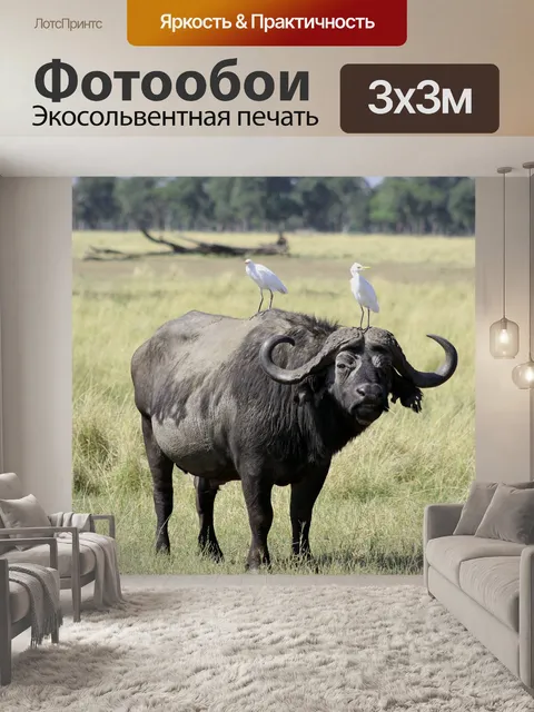 Фотообои Буйвол