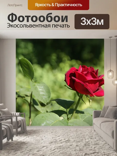 Фотообои Роза