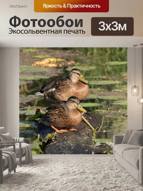 Фотообои Кряквы