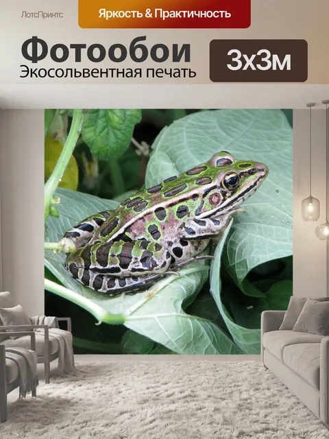 Фотообои Северная леопардовая лягушка