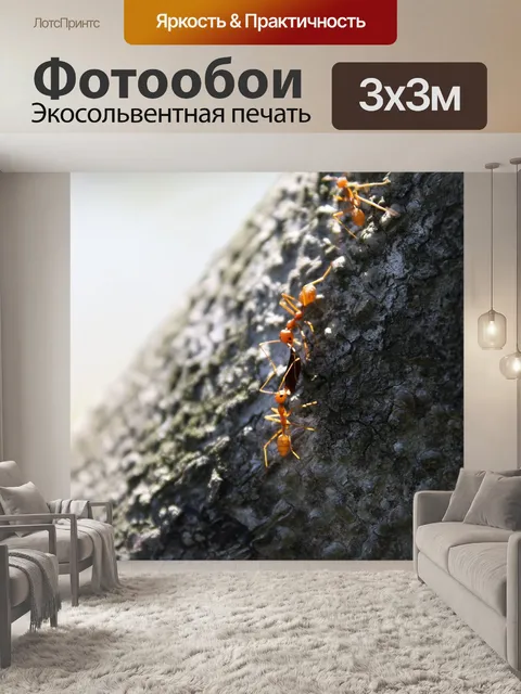 Фотообои Муравей