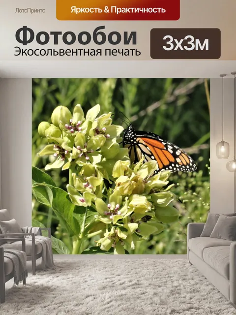 Фотообои Бабочка монарх на молочая