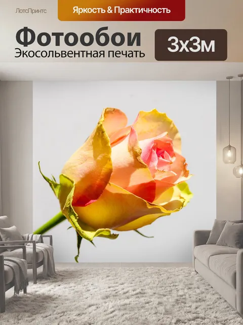 Фотообои Роуз
