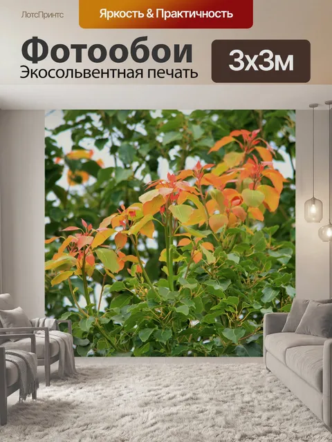 Фотообои главный рост оранжево-красный