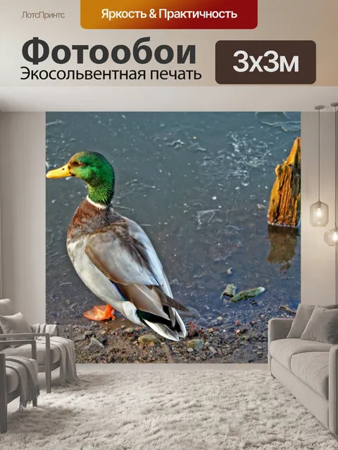 Фотообои Утиный пруд