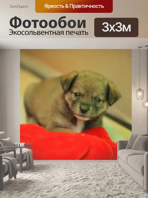 Фотообои Бродячие собаки