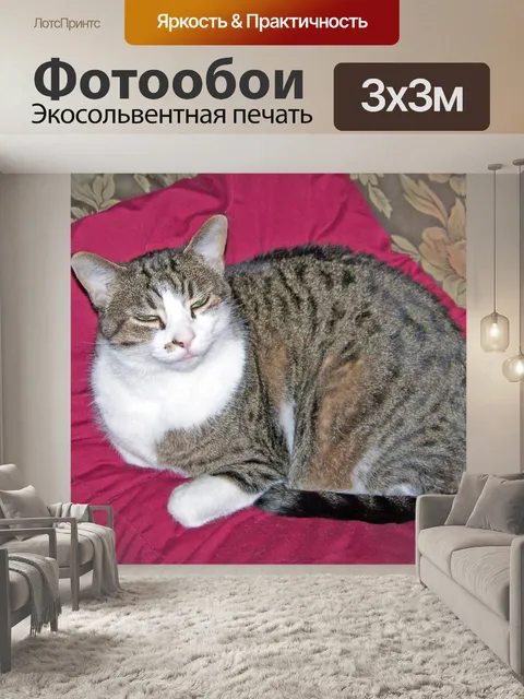 Фотообои Sleepy Cat