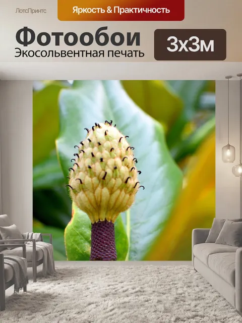 Фотообои Луковица цветка магнолии