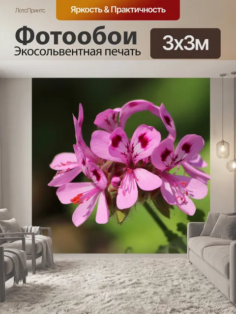 Фотообои Розовая герань
