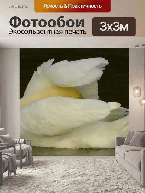 Фотообои Лебедь
