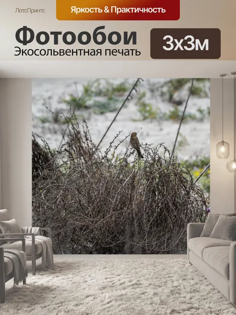 Фотообои воробей в перекати-поле