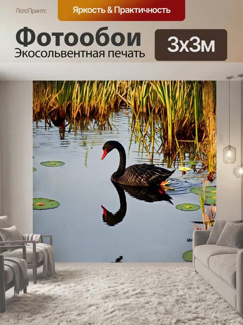 Фотообои черный лебедь величественно проплывает по зеркальной поверхности пруда, отражаясь в мягком свете заката