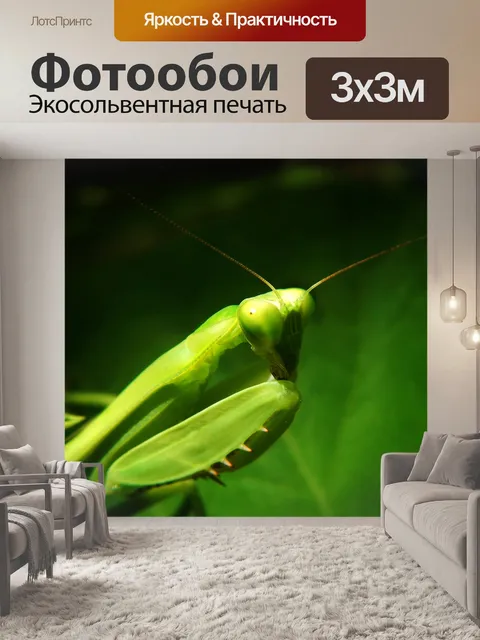 Фотообои Богомол
