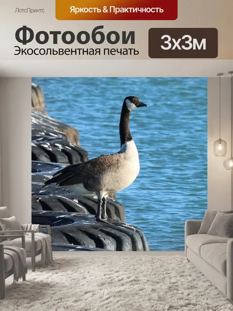 Фотообои Канада гусь на шины в озере