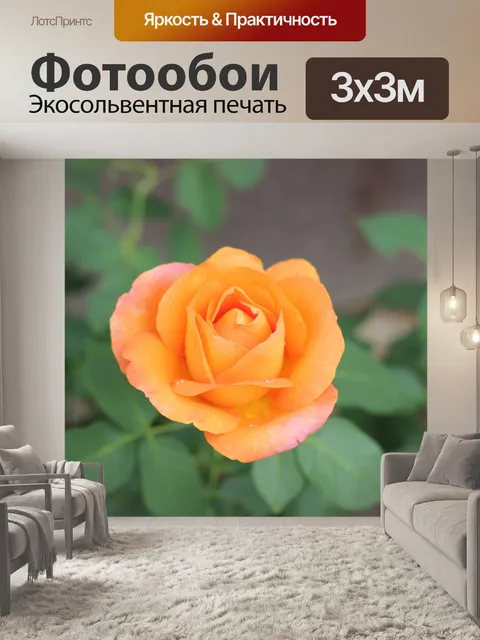 Фотообои Оранжевый золотой медалью роза
