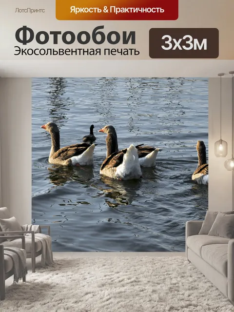 Фотообои Плавание Гуси