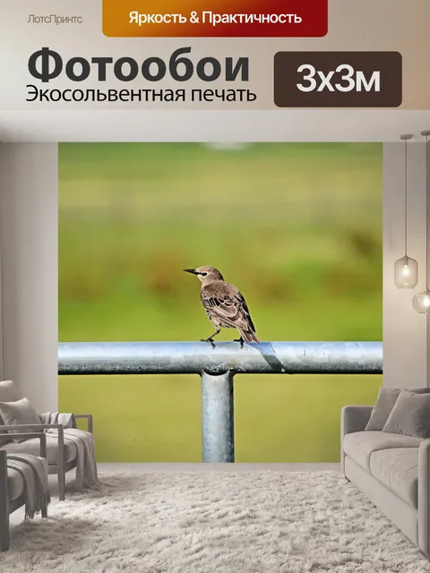 Фотообои Птичка