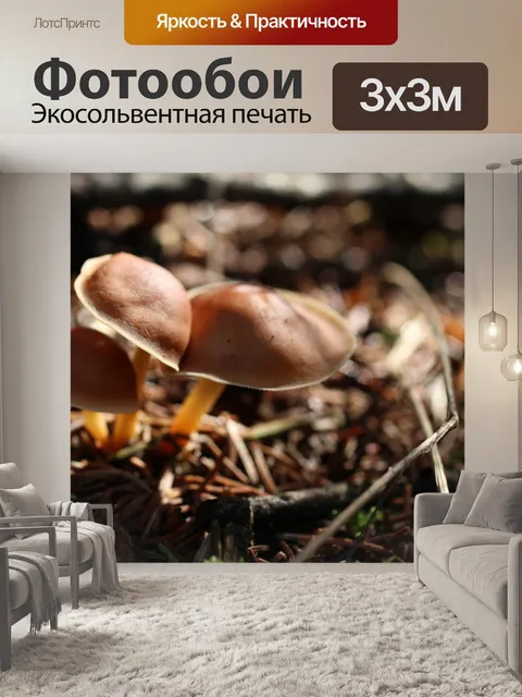 Фотообои Малый коричневый лесных грибов